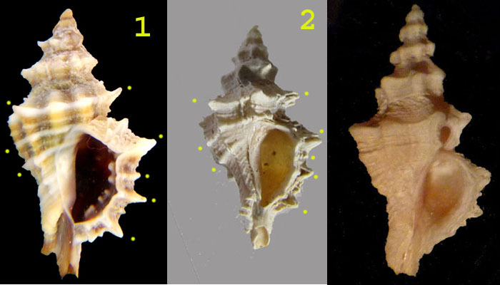 Ocinebrina cfr. erronea